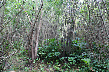 Image showing brushwood of pussy-willow