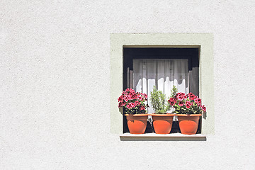 Image showing Flowers in the window