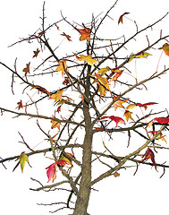 Image showing Deciduous tree