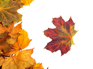 Image showing Autumn maple-leafs 