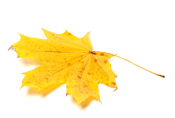 Image showing Autumn yellow maple leaf