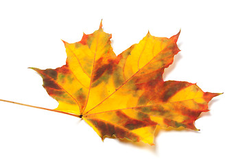 Image showing Yellowed autumn maple leaf on white background
