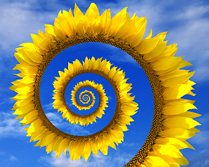 Image showing Abstract sunflower spiral