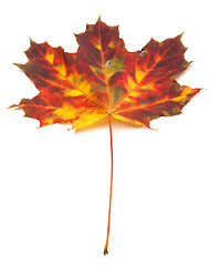 Image showing Multicolor autumn maple-leaf