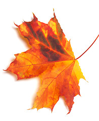 Image showing Autumn multicolor maple-leaf