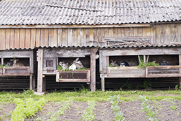 Image showing rabbits in cages