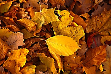 Image showing Fallen leaves