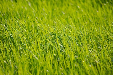 Image showing Green Grass