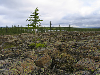 Image showing Tundra landscape