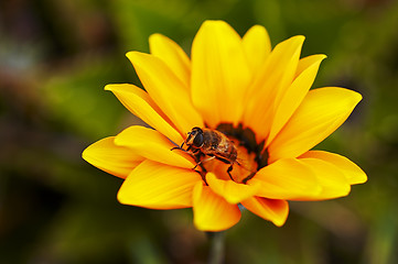 Image showing Flower