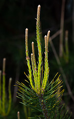 Image showing Pine buds