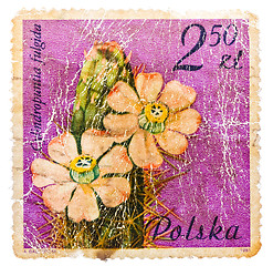 Image showing Stamp printed in POLAND shows a cactus with light pink flowers