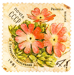 Image showing Stamp printed in USSR shows a Primula minima