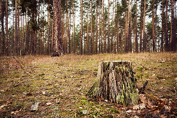 Image showing Autumn Forest. Russian Nature