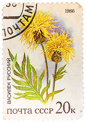 Image showing Stamp printed by Russia, shows wild flower Russian knapweed