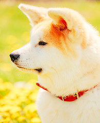 Image showing Akita Dog (Akita Inu, Japanese Akita)