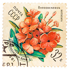 Image showing Samp printed by USSR, shows Rhododendron kotschyl