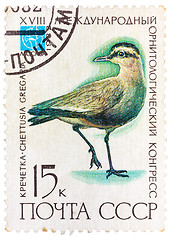 Image showing Stamp printed in USSR (Russia) shows a bird Chettusia gregaria