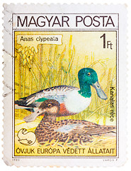 Image showing Stamp printed in HUNGARY shows a Northern Shoveler (Anas clypeat