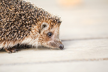 Image showing Hedgehog