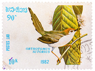 Image showing Stamp printed in LAOS shows Common Tailorbird (Orthotomus sutori