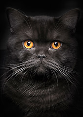 Image showing Portrait of black cat