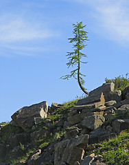 Image showing Lonely tree