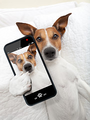 Image showing sleepyhead selfie dog