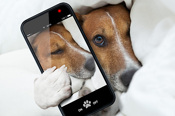 Image showing sleepyhead selfie dog