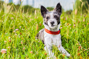 Image showing dog in meadow 