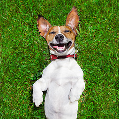 Image showing very funny dog