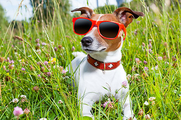 Image showing dog in meadow 