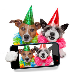 Image showing birthday dogs selfie