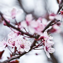 Image showing spring blossoms