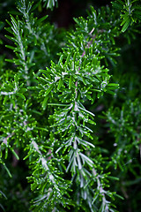 Image showing fresh rosemary herb 
