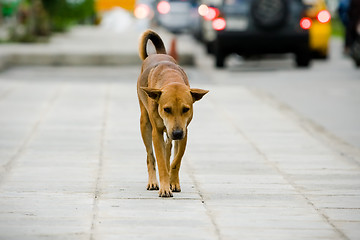 Image showing Dog on street