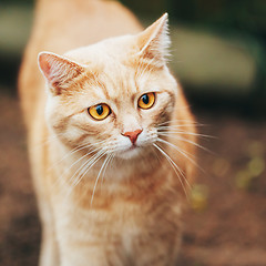 Image showing Orange Red cat outdoor