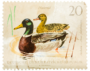 Image showing Postcard printed in the GDR shows wild ducks