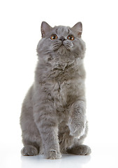 Image showing gray british long hair kitten