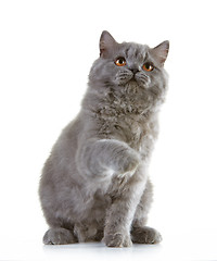 Image showing gray british long hair kitten