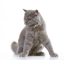 Image showing gray british long hair kitten