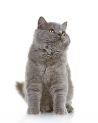 Image showing gray british long hair kitten