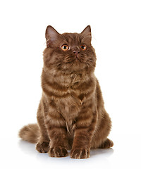 Image showing brown british long hair kitten