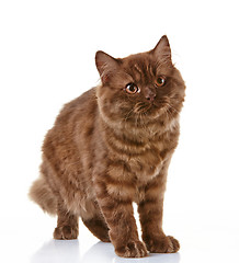 Image showing brown british long hair kitten