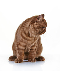 Image showing brown british long hair kitten