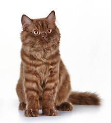 Image showing brown british long hair kitten