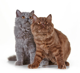 Image showing british long hair kittens