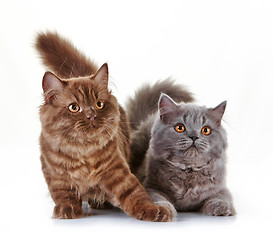 Image showing british long hair kittens