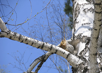 Image showing Squirrel on the birch