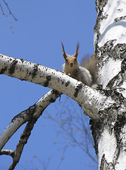 Image showing Squirrel on the tree